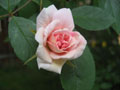 tiny rose.JPG